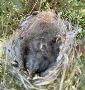 baby songbirds image